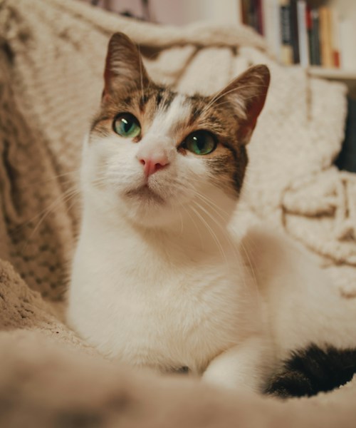 Relaxed tabby cat resting on a cosy sofa