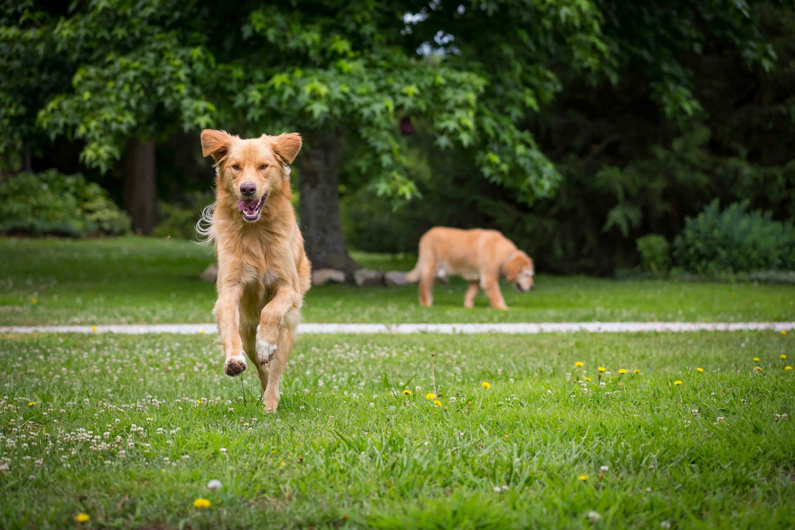 Happy golden retriever running through a leafy green park